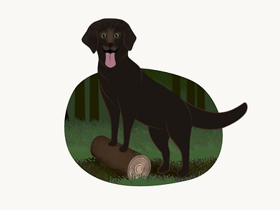 Labrador Retriever dog forrest labrador