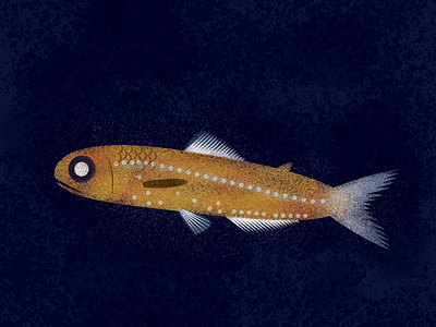 Lanternfish / Symbolophorus barnardi. fish illo illustration texture vector