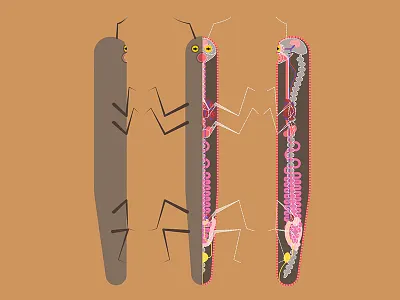 Alien anatomy alien anatomy character design illustration illustrator vector vector design