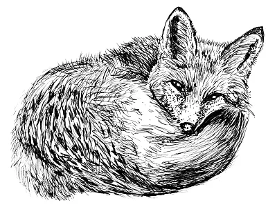 Sleepy Fox drawing hand drawn illustrations line art pen and ink wildlife