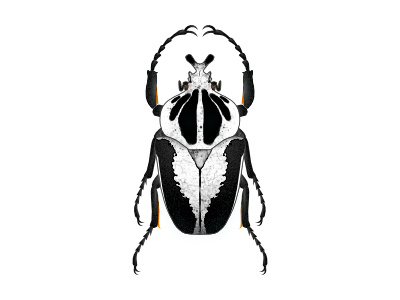 Goliathus bug digitalart goliathbeetle insect