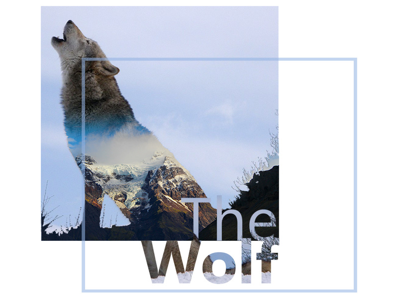 The Wolf cover by DesignbyRuby on Dribbble