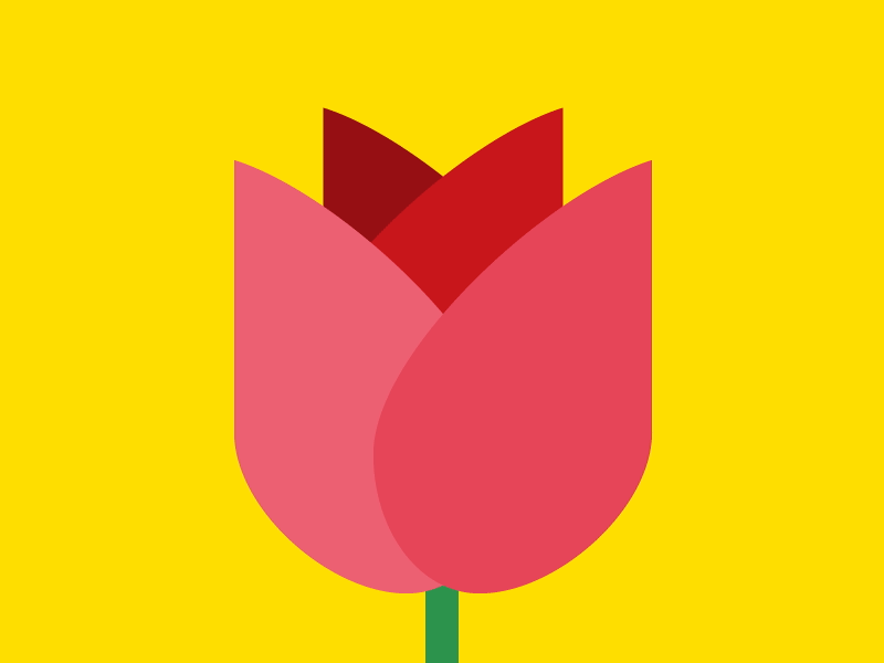 Sant Jordi after effects catalonia flat design flower loop minimal rosa roses sant jordi tradition