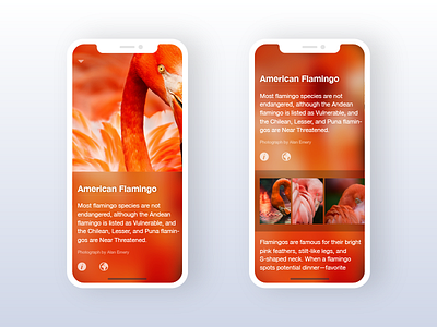 National Geographic Animals app iphone x redesign ui
