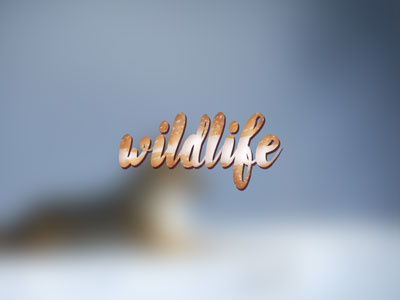 Wildlife font typeface typography