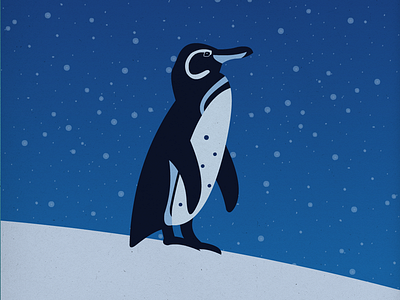 Endangered 19 Galapagospenguin 800 100dayproject 100endangeredspecies endangeredspecies illustration the100dayproject