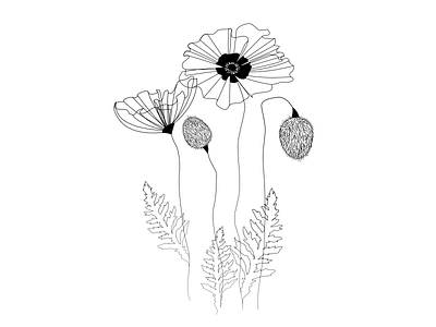 Poppies black and white flower line art nature poppies poppy print