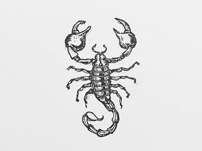 Inktober 2017 series animals doodles illustrations ink inktober scorpion sketch