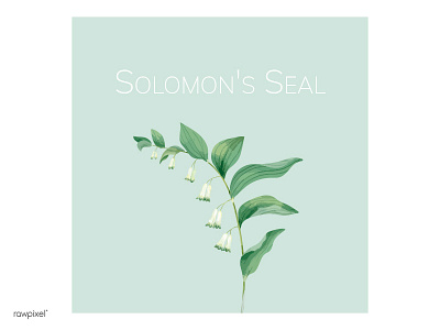 Solomon S Seal angular blossom botanical digital painting floral flower illustration leaf