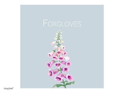 Foxgloves blossom botanical decoration digital painting floral foxgloves illustration