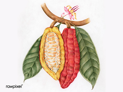 COCOA artist cocoa colorpencil drawing handdrawn illustration