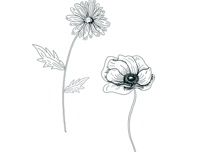 Daisy and Poppy floral design line drawing modern florals