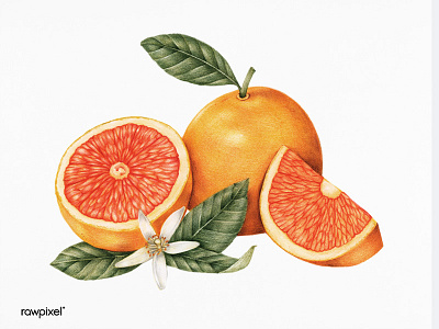 ORANGE colorpencil drawing graphic illustration tropical vintageillustration