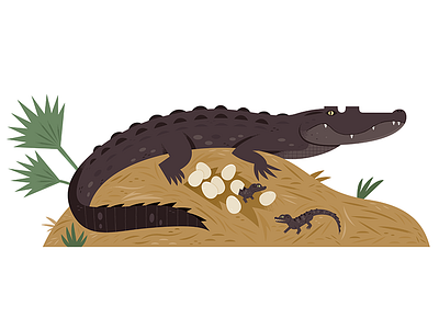 Alligator Nest alligator animals illustration nature nest science spot illustration vector illustration wildlife