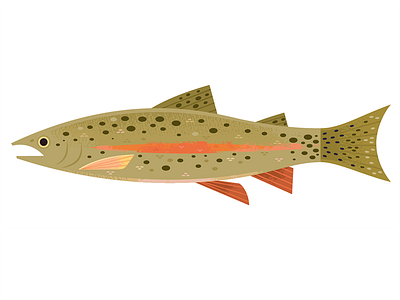 Rainbow Trout animal illustration animals fish fishing icon illustration nature ocean science spot illustration trout wildlife