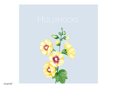 Hollyhocks decoration flower hollyhocks illustration plant wallpaper watercolour yellow