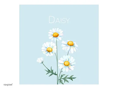 Daisy daisy decoration flower illustration plant wallpaper watercolour