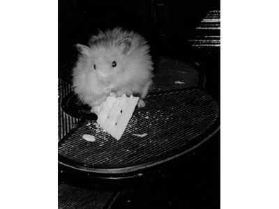 NYC Rescued Pet