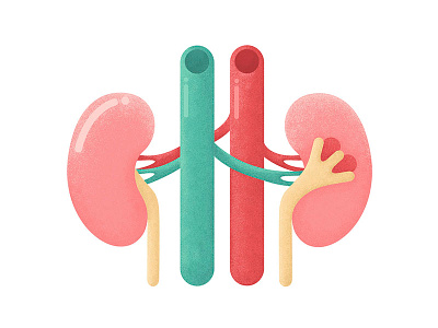 Kidneys flat illustration kidneys medicine