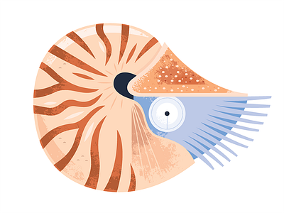 Nautilus animals aquarium icon illustration nature nautilus ocean science vector wildlife