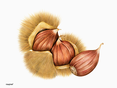 Fluffy colorpencil drawing graphic illustration tropical vintageillustration
