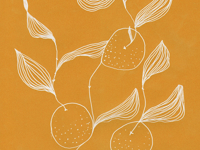 Oranges art illustration line oranges white