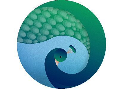 Peacock illustrator photoshop
