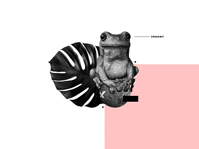 Rana collage diseño editorial fotografía ilustración