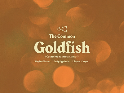 The Common Goldfish bsds bubbles design fish goldfish orange rakkas snack thunderdome type