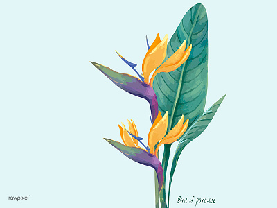 Bird Of Paradise bird of paradise floral illustration plants tropical