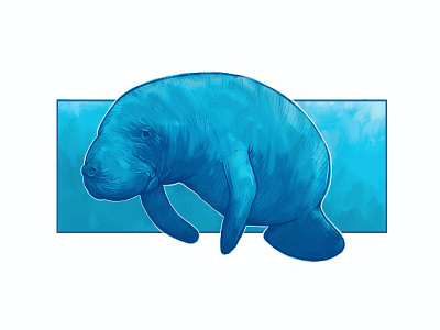 Manatee animals digital painting edmonton float florida illustration manatee yeg