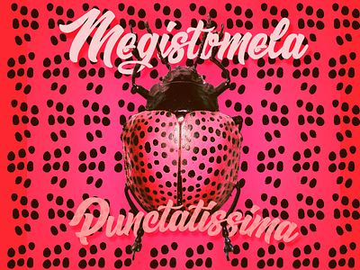 Ladybug beetle bug illustration photoshop style typography