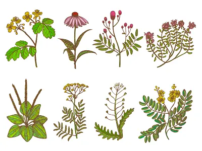 Herbs floral graphics hand drawn herbs illustrator medicinal plants