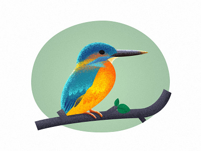 kingfisher animal bird kingfisher particle