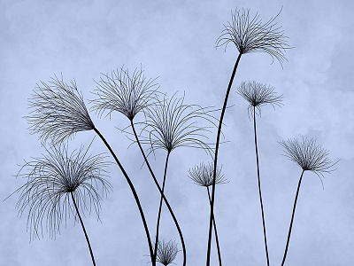 Papyrus Sedge botanical grass grasses illustration ipad procreate