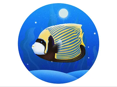 Pygoplites diacanthus illustration