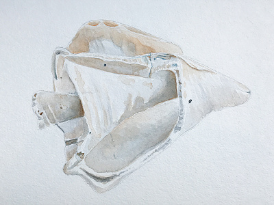 Shell Sketch (Watercolor) illustration sketch watercolor