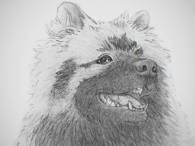 Ghost - a very good boy dog drawing keeshond