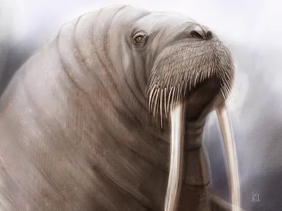 Atlantic Walrus illustration wwf wwfrussia