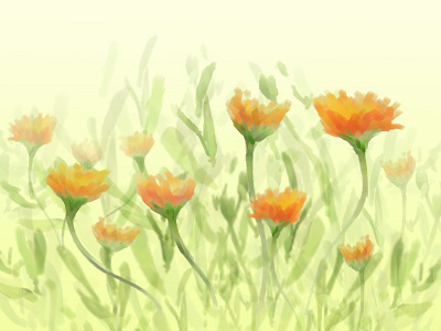 Calendula Speedpaint calendula flowers speedpaint wild flowers