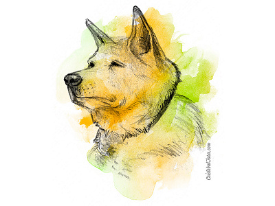 Mel, Shiba Inu dog handrawing inu japan photoshop portrait shiba shiba inu