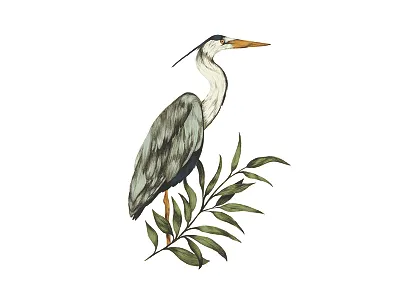 Ardea cinerea animal bird digital draw drawing fauna graphite illustration nature outdoor pencil photoshop