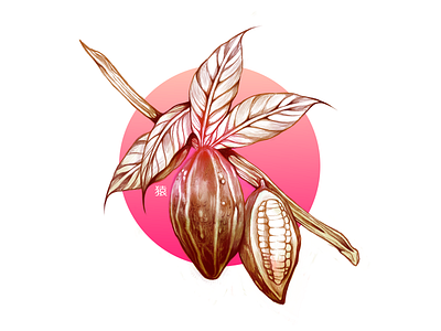 Cacao Bean Study bean botanical cacao illustration plants