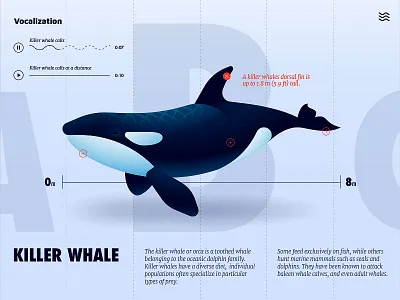 Killer Whale UI adobe anano dolphin illustration infographics killer whale ui ux whale xd