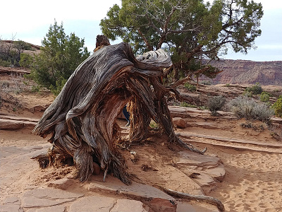 Desert Tree desert moab nature photography red tree utah west