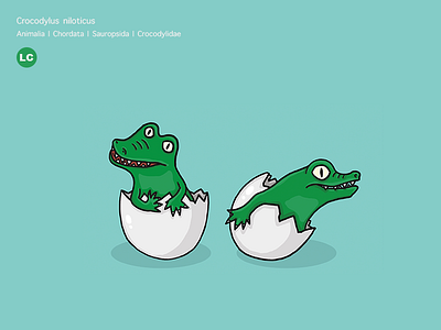 Niloticus crocodile niloticus