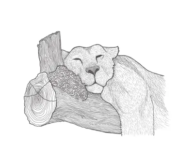 Lion Sleeping hand drawn illustration line drawing lion pen and ink personal project