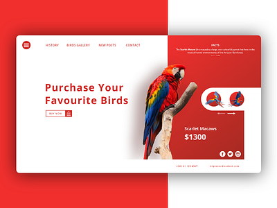 BIRD SHOP animation app design flat type typography ui ux web website