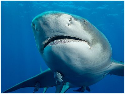 Lemon Shark 1 atlantic fish florida lemon shark ocean shark sharks