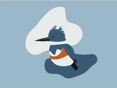 Belted Kingfisher belter kingfisher bird kingfisher nothern ontario